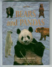 Bears and Pandas by Michael Bright