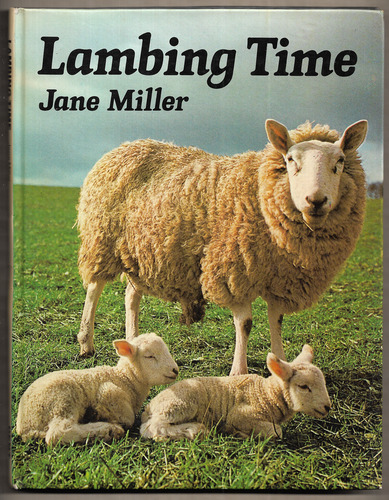 Lambing Time