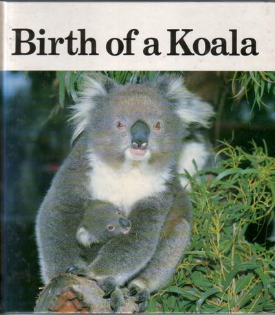 Birth of a Koala